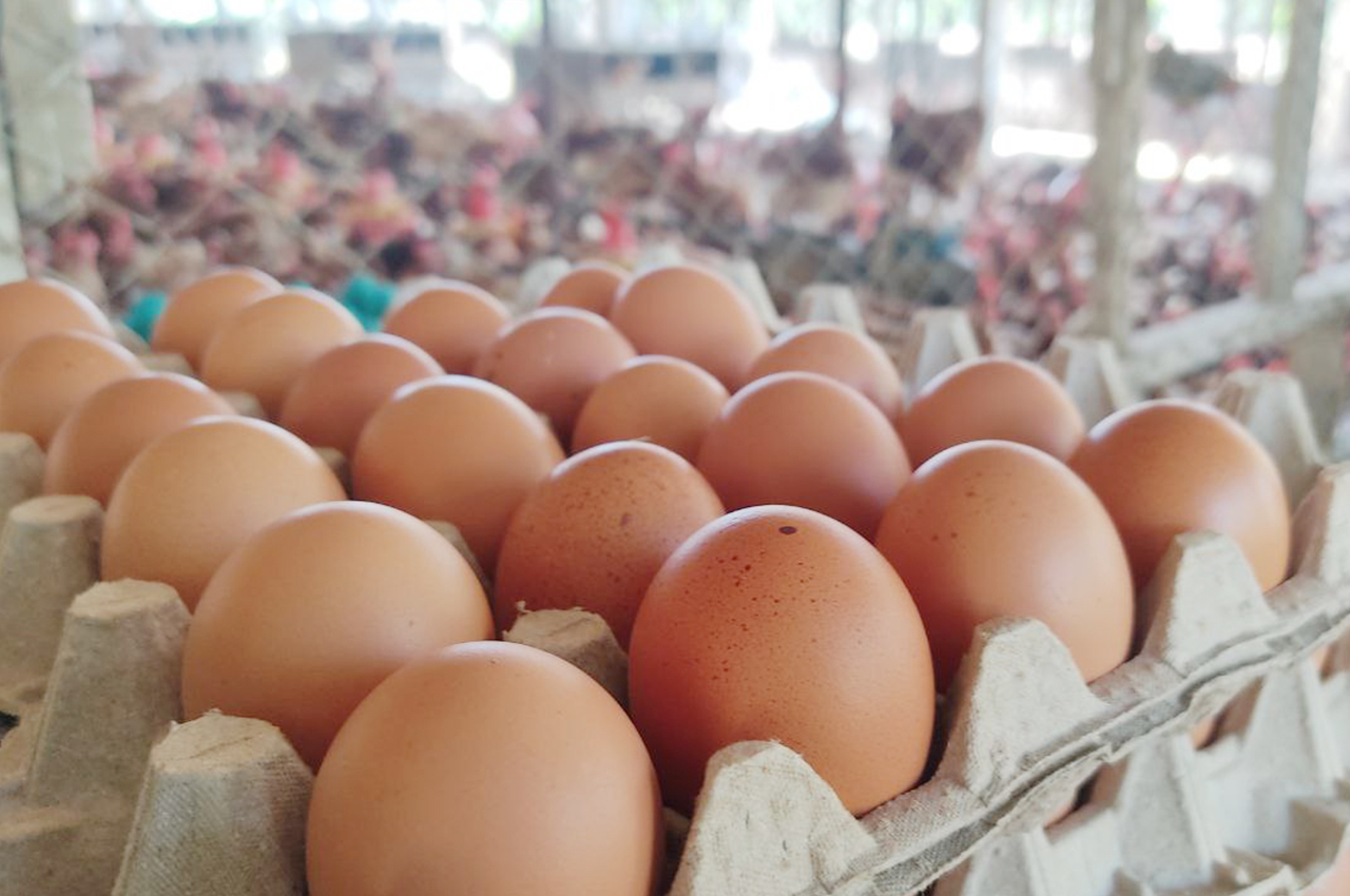 Huevos de gallinas ponedoras