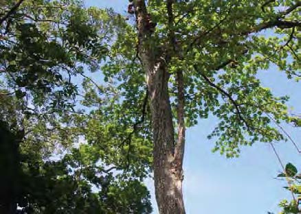 Zapote de Mico